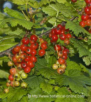 Redcurrants