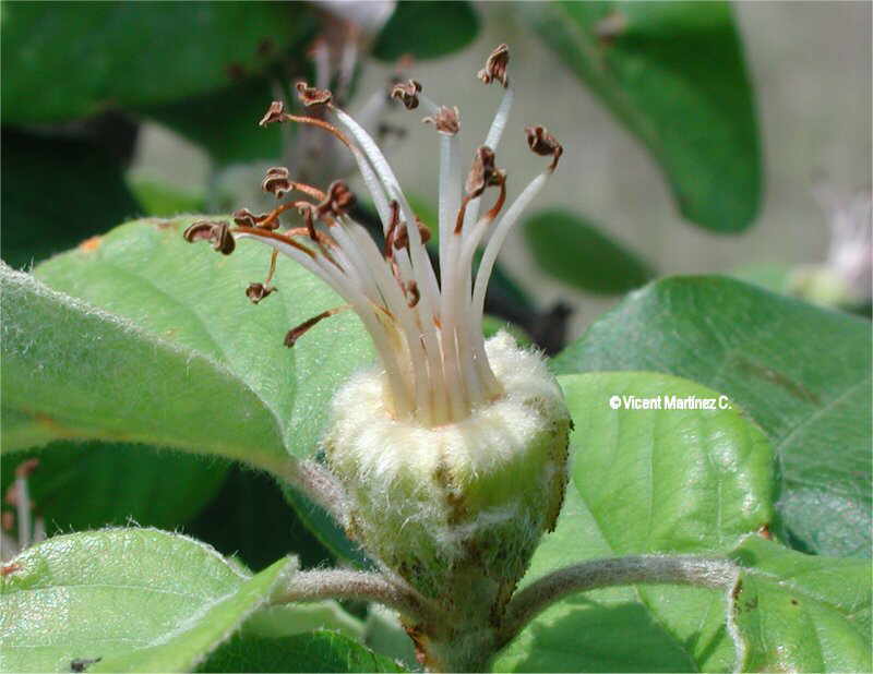 cydonia oblonga flower parts