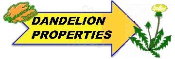 Dandelion properties drawing