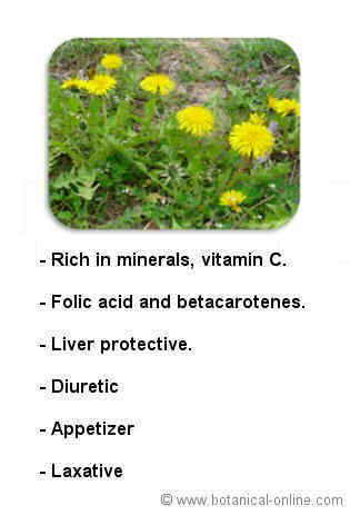 Dandelion properties