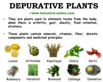 Depurative plants