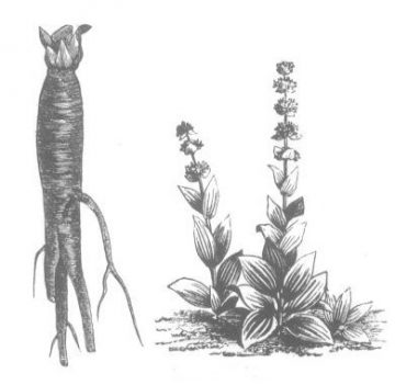 illustration