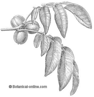 Walnut fruits