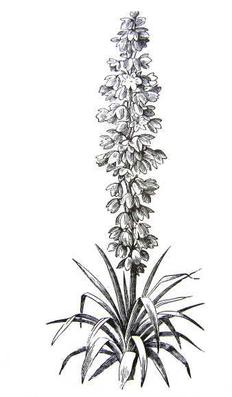 Yucca filamentosa 