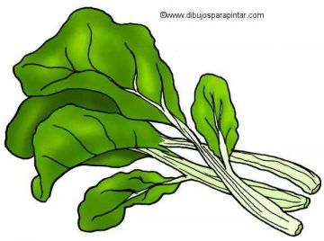 Swiss chard