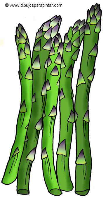 Big drawing of asparagus