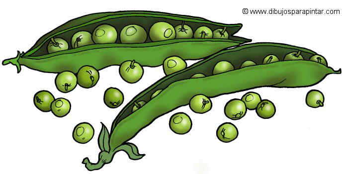 Big drawing of green peas