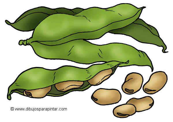 Big drawing of broad beans