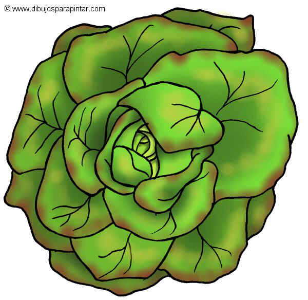 Big drawing of lettuce