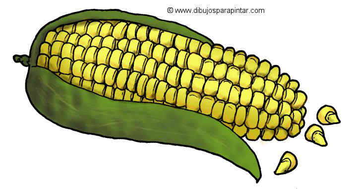 Big drawing of maize or corn