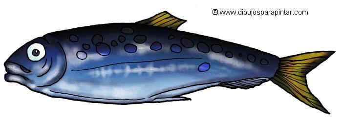 Big drawing of a sardine