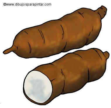 Big drawing of cassava, manior or yuca