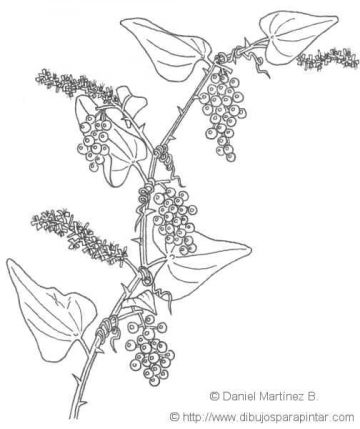 Illustration of sarsaparilla