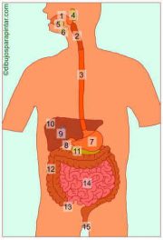 digestive tract