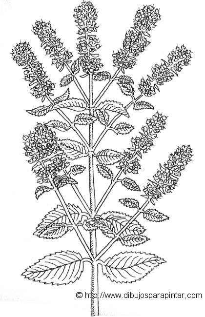 mentha piperita drawing