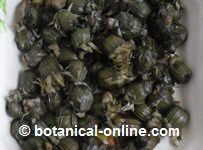 Canned flower buds of dandelion 