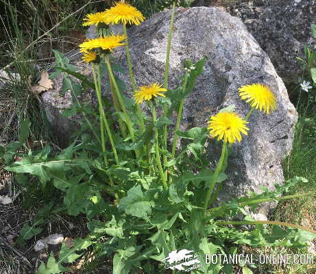 dandelion for cellulite