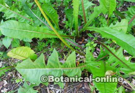 Photo of dandelion leaves