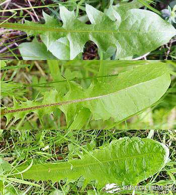 Different leaves, all of them are dandelions.