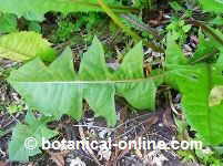 Typical leaf of dandelion 
