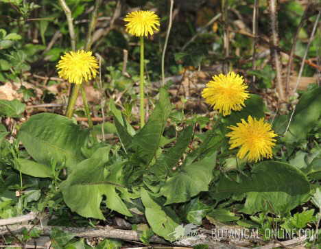 dandelion