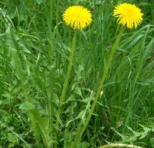 Dandelion leaves and flowers