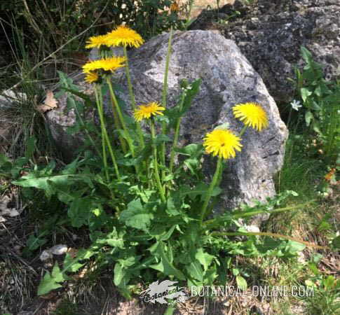 dandelion plant