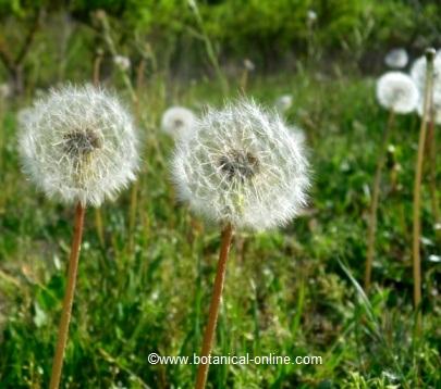 Dandelion pappus