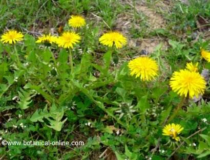 Dandelion flowers