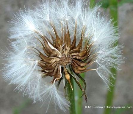 Dandelion seeds