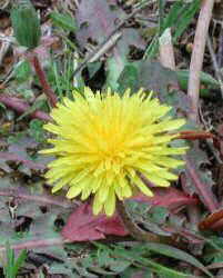 Dandelion leaves to remove fats