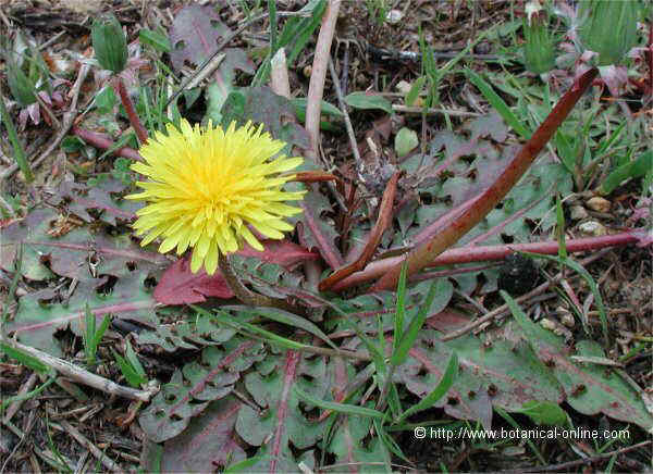 Taraxacum officinale