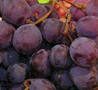 fructosa raisin