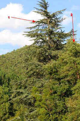 Different sizes of trees