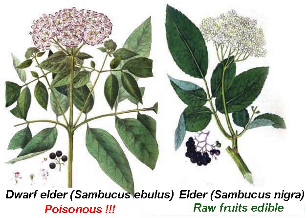 Botanical differences between dwarf elder and elder