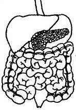 digestive system