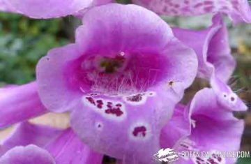 digitalis medicinal plant