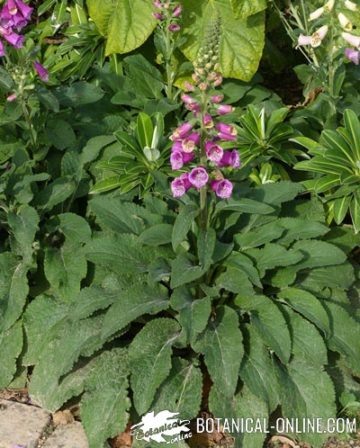 digitalis medicinal plant