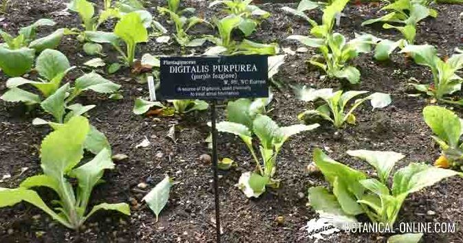 digitalis medicinal plant