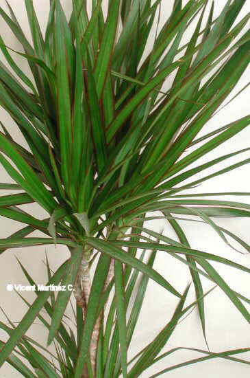 DRACAENA MARGINATA