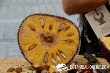 Durian cut in two parts showing the seeds