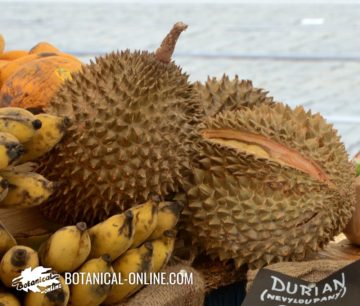 Durian fruit in a market