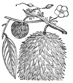 Drawing of the plant
