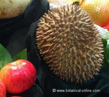 Durian fruit