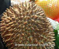 Durian