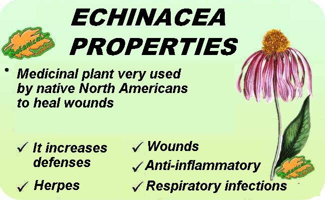 Main medicinal properties of Echinacea