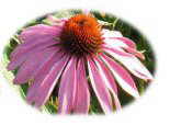 echinacea