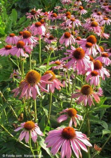 Echinacea flowers