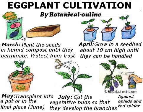 eggplant cultivation