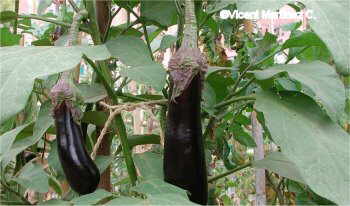 eggplant fruit
